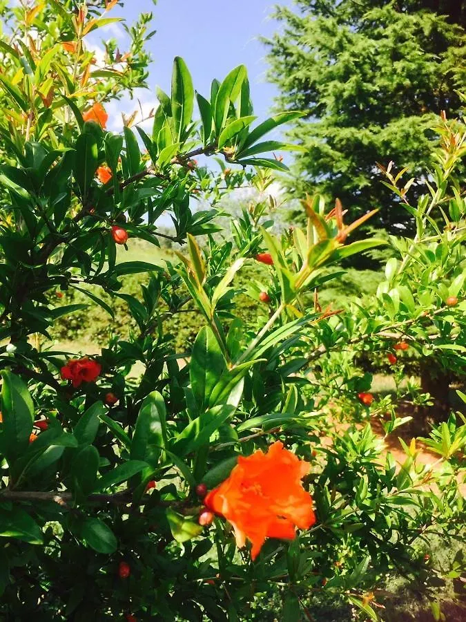 Rosso Del Chianti Bed & Breakfast Panzano in Chianti Italy